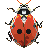 ladybug icon - Coder
